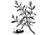 Olives, flower and fruit
